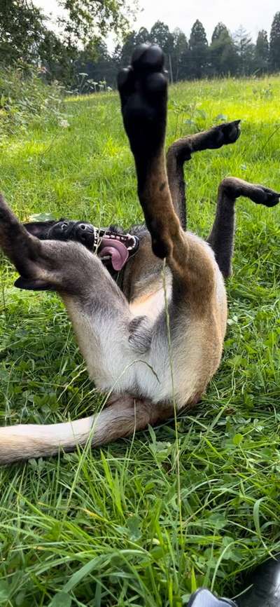 Hunde Memes-Beitrag-Bild