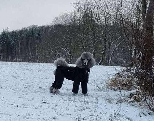 Unsere Fellnasen im Regenbogenland-Beitrag-Bild