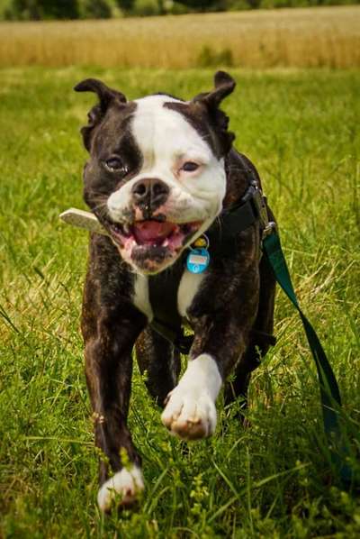 Olde English Bulldogge-Beitrag-Bild