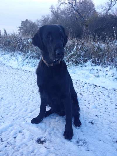 Flat Coated Retriever-Beitrag-Bild