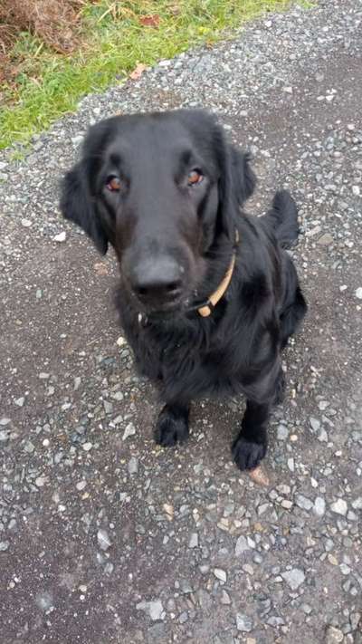 Würdet ihr euch die gleiche Rasse wiederkaufen?-Beitrag-Bild