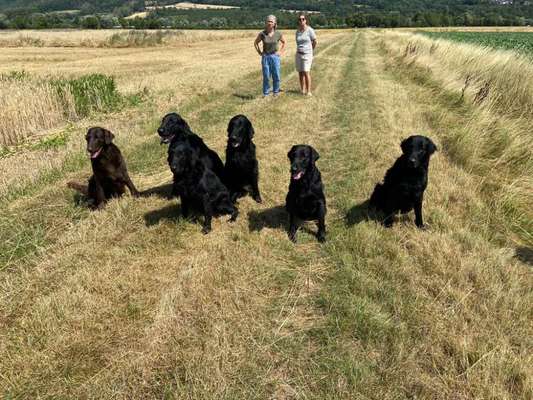 Flat Coated Retriever-Beitrag-Bild