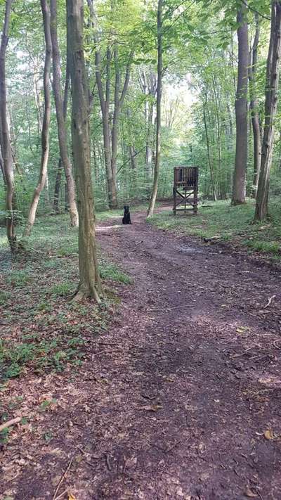 Foto -Challenge  Thema : Dein Hund Im Wald-Beitrag-Bild