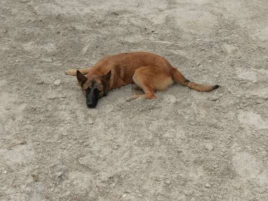 Dein Hund im Dogorama-Kalender 2021-Beitrag-Bild