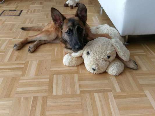 Dein Hund im Dogorama-Kalender 2021-Beitrag-Bild