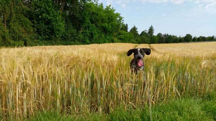 Dein Hund im Dogorama-Kalender 2021-Beitrag-Bild