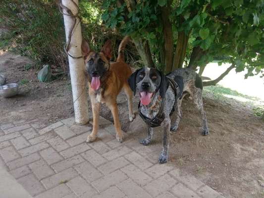 Dein Hund im Dogorama-Kalender 2021-Beitrag-Bild