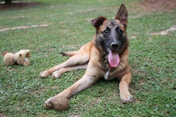 Dein Hund im Dogorama-Kalender 2021-Beitrag-Bild