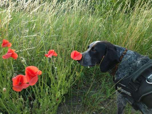 Dein Hund im Dogorama-Kalender 2021-Beitrag-Bild