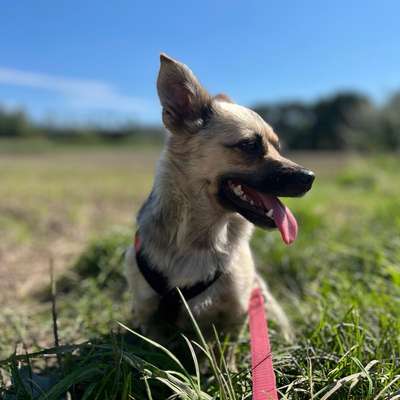 Hundetreffen-Training von Hundebegegnung- Gassirunde-Bild