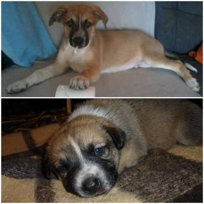 Welpen Bilder !-Beitrag-Bild