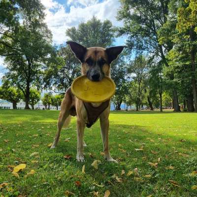 Dogorama Photo Challenge - Lieblingsspielzeug!-Beitrag-Bild