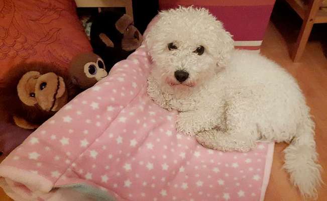 Bichon Friese-Beitrag-Bild