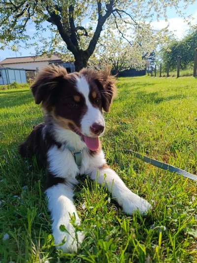 Hundetreffen-Welpenspieltreffen-Bild