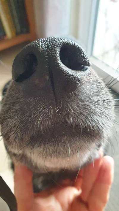 42. Handy Fotochallenge - Den richtigen Riecher haben-Beitrag-Bild