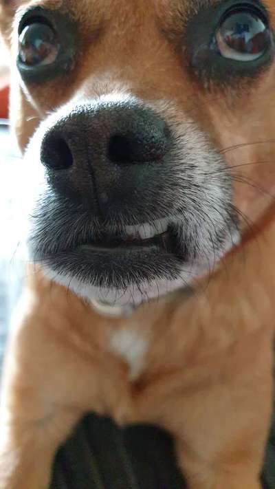 42. Handy Fotochallenge - Den richtigen Riecher haben-Beitrag-Bild