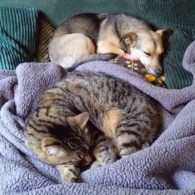 Hundetreffen-Gassi gehen