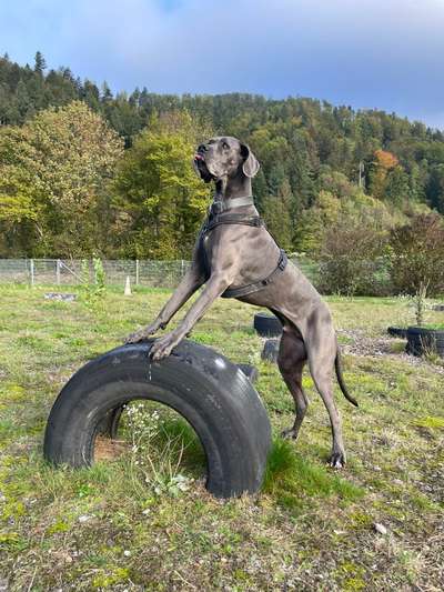 Giftköder-DogArea- Freilauffläche-Bild