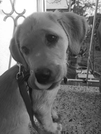 Tongue Out Tuesday-Beitrag-Bild