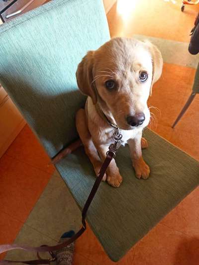 Mischlinge raten - Rätselspaß-Beitrag-Bild