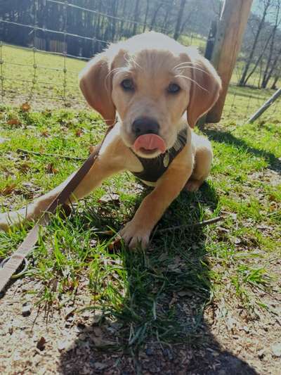 Tongue Out Tuesday-Beitrag-Bild