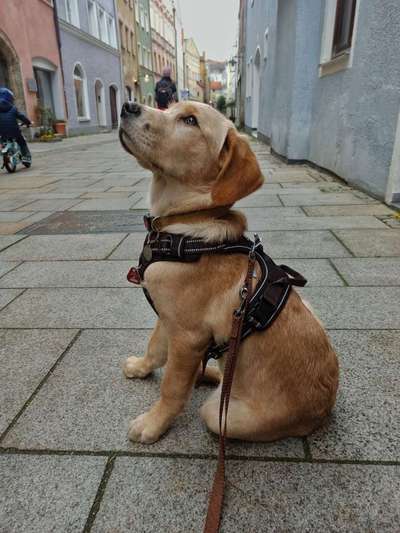 Wie heißt dein Hund?-Beitrag-Bild