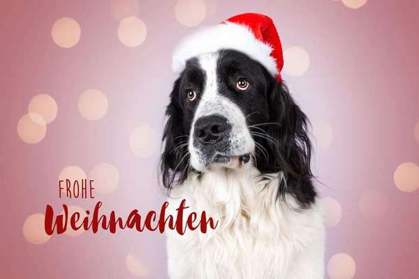 Weihnachtsfoto Aktion!-Beitrag-Bild