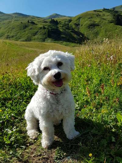 Bichon Friese-Beitrag-Bild