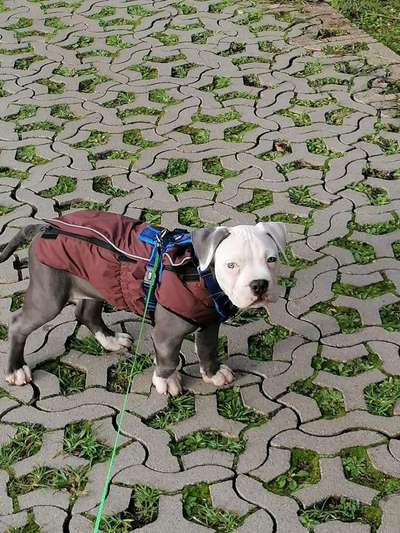 Hundekleidung - Top oder Flop-Beitrag-Bild