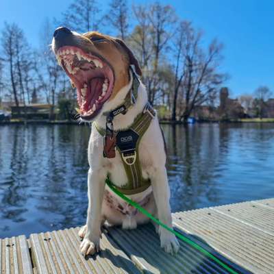 Dansky (Dansk-Svensk Gårdshund)-Beitrag-Bild