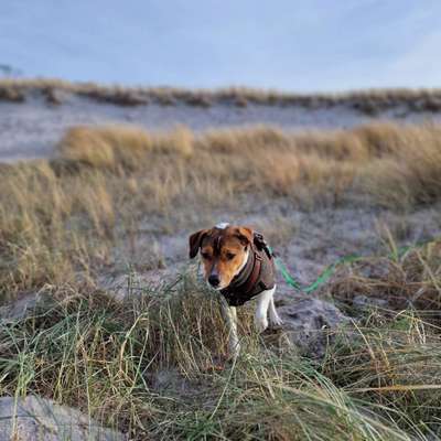 Dansky (Dansk-Svensk Gårdshund)-Beitrag-Bild