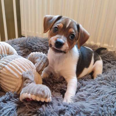 Dansky (Dansk-Svensk Gårdshund)-Beitrag-Bild