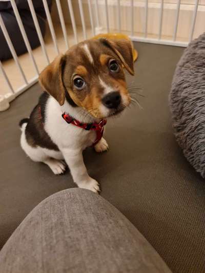 Welpen Bilder !-Beitrag-Bild