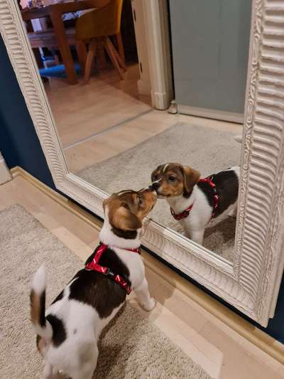 Dansky (Dansk-Svensk Gårdshund)-Beitrag-Bild