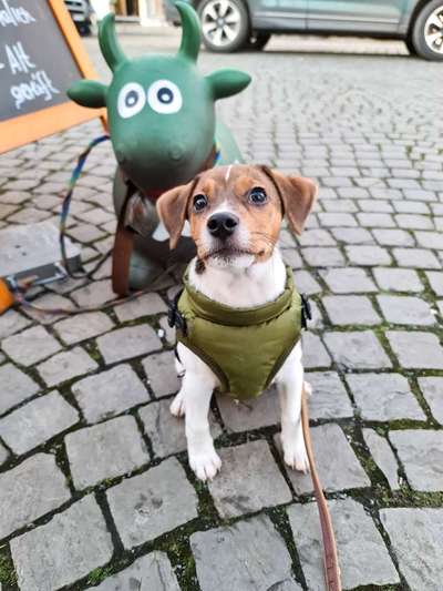 Dansky (Dansk-Svensk Gårdshund)-Beitrag-Bild