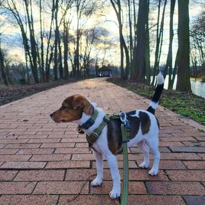 Dansky (Dansk-Svensk Gårdshund)-Beitrag-Bild