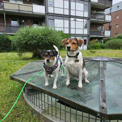 Dansky (Dansk-Svensk Gårdshund)-Beitrag-Bild