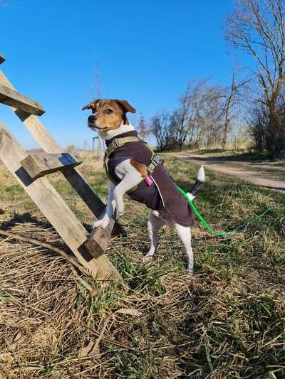 Dansky (Dansk-Svensk Gårdshund)-Beitrag-Bild