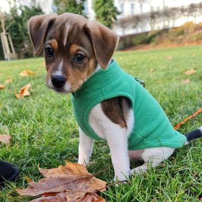 Dansky (Dansk-Svensk Gårdshund)-Beitrag-Bild