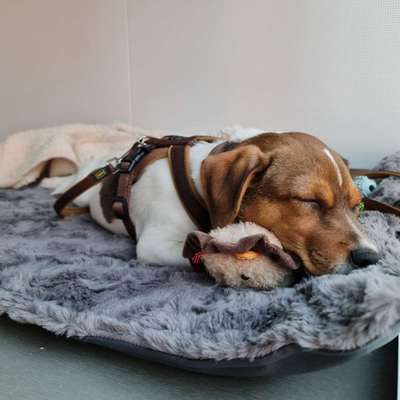 Dansky (Dansk-Svensk Gårdshund)-Beitrag-Bild