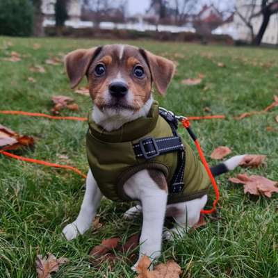 Dansky (Dansk-Svensk Gårdshund)-Beitrag-Bild