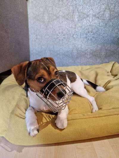 Dansky (Dansk-Svensk Gårdshund)-Beitrag-Bild