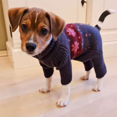 Dansky (Dansk-Svensk Gårdshund)-Beitrag-Bild