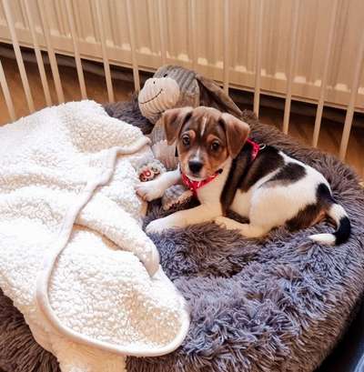 Dansky (Dansk-Svensk Gårdshund)-Beitrag-Bild