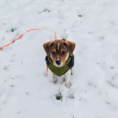 Dansky (Dansk-Svensk Gårdshund)-Beitrag-Bild