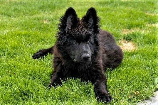 Welpen Bilder !-Beitrag-Bild