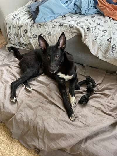 Tierschutzhunde suchen ein Zuhause-Beitrag-Bild