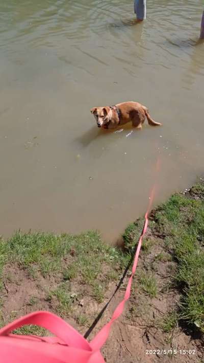 Labradorfans-Beitrag-Bild