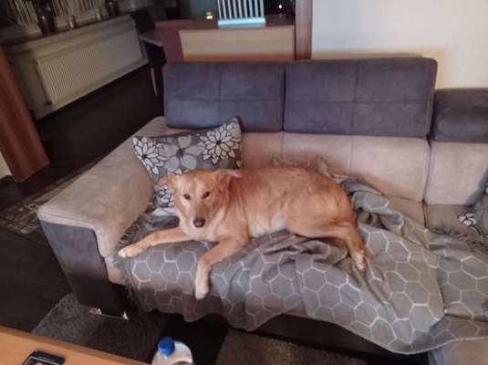 Labradorfans-Beitrag-Bild