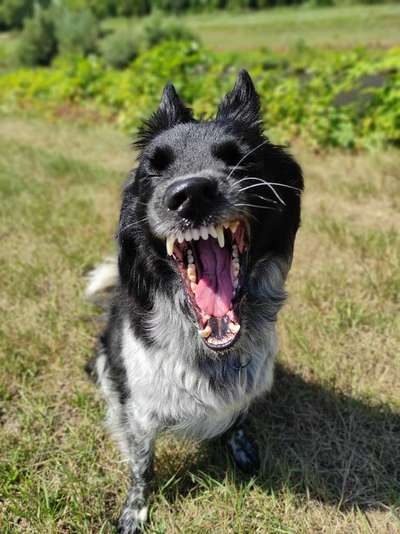 Die Dogorama-Wochen-Challenge "Die schönste Grimasse"-Beitrag-Bild